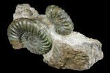 Great Lower Jurassic Ammonite (Asteroceras) Display - England #175104-5